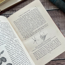 Load image into Gallery viewer, Sketches of Animal Life and Habits by Andrew Wilson; Victorian Illustrated Nature Book
