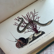 Load image into Gallery viewer, 1858 Glaucus or Wonders of the Shore By Charles Kingsley; Victorian Illustrated Book

