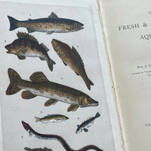 Load image into Gallery viewer, The Fresh and Saltwater Aquarium by Rev J G Wood Victorian Book with Plates
