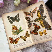 Load image into Gallery viewer, Disbound Book with a Collection of Colour Illustrations of Butterflies and Moths

