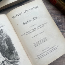 Load image into Gallery viewer, Beauties and Wonders of Vegetable Life; 19th Century Illustrated Book
