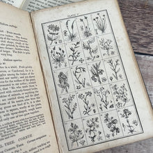Load image into Gallery viewer, 1853 The Little English Flora or a Botanical and Popular Account of All Our Field Flowers
