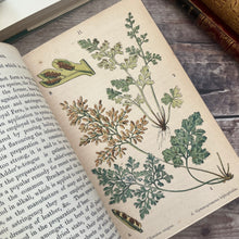 Load image into Gallery viewer, British Ferns and their Allies by Thomas Moore Mid Victorian Book with Colour Plates
