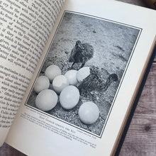 Load image into Gallery viewer, 1921 The Romance of Bird Life by John Lea; Beautiful Binding Nature Book
