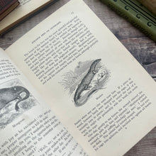 Load image into Gallery viewer, Four Hundred Animal Stories; Late Victorian Illustrated Book
