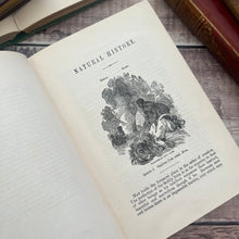 Load image into Gallery viewer, The Boy's Own Natural History Beautiful Cloth Binding Late Victorian Book
