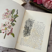 Load image into Gallery viewer, Familiar Wild Flowers First Series by Edward Hulme; Half Leather Illustrated Book
