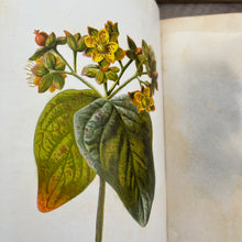 Load image into Gallery viewer, Familiar Wild Flowers Third Series by Edward Hulme; Half Leather Illustrated Book
