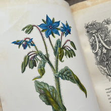 Load image into Gallery viewer, Familiar Wild Flowers First Series by Edward Hulme; Half Leather Illustrated Book
