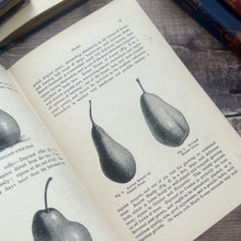 Load image into Gallery viewer, 1898 Fruit Culture for Amateurs; Second Edition Illustrated Gardening Book

