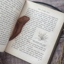 Load image into Gallery viewer, Wonders of the Waters; Circa 1846 Early Victorian Nature Book Illustrated
