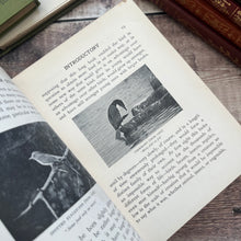 Load image into Gallery viewer, The Birds and Their Story by R.B.Lodge A Book for Young Folk Edwardian Illustrated
