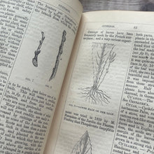 Load image into Gallery viewer, 1858 The Ladies Companion to the Flower Garden by Mrs Loudon; Hand Coloured Frontispiece
