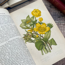 Load image into Gallery viewer, Flowers Plants Of Great Britain by Anne Pratt Volume One Half Morocco Binding
