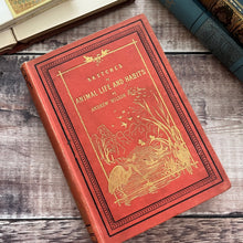 Load image into Gallery viewer, Sketches of Animal Life and Habits by Andrew Wilson; Victorian Illustrated Nature Book
