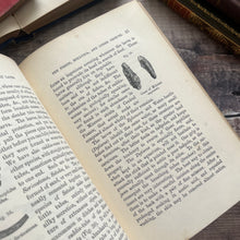 Load image into Gallery viewer, 1879 Half Hours in the Green Lanes by J.E.Taylor; Victorian Nature Book
