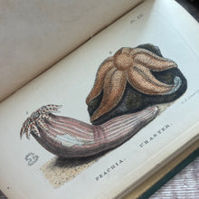 Load image into Gallery viewer, 1858 Glaucus or Wonders of the Shore By Charles Kingsley; Victorian Illustrated Book
