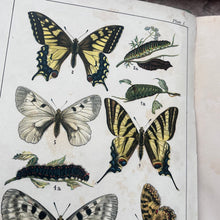 Load image into Gallery viewer, 1901 Familiar Butterflies and Moths by W F Kirby; Beautiful Pictorial Binding with Colour Plates
