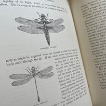 Load image into Gallery viewer, The Brook and Its Banks by J G Wood Natural History Illustrated Book (E)
