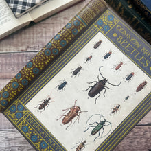 Load image into Gallery viewer, 1914 Common British Beetles by Rev Charles A Hall; Peeps at Nature Series First Edition

