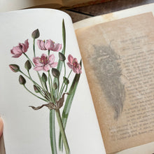 Load image into Gallery viewer, Familiar Wild Flowers Volume 2 by Edward Hulme Beautiful Antique Book
