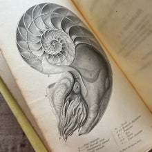 Load image into Gallery viewer, 1851 A Manual of the Mollusca or A Rudimentary Treatise of Recent and Fossil Shells
