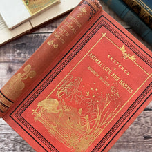 Load image into Gallery viewer, Sketches of Animal Life and Habits by Andrew Wilson; Victorian Illustrated Nature Book
