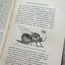 Load image into Gallery viewer, 1891 Glimpses of Nature by Dr Andrew Wilson; Late Victorian Natural History Book
