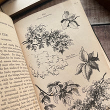 Load image into Gallery viewer, 1876 Hand Book of Foliage and Foreground Drawing; Illustrated Mid Victorian Book
