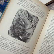 Load image into Gallery viewer, 1888 Social Habitations by Rev J G Wood; Victorian Illustrated Book
