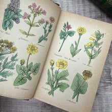 Load image into Gallery viewer, The British Herbal and Family Physician for the Use of Private Families by Culpeper; with colour plates
