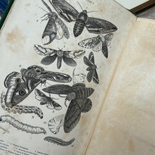 Load image into Gallery viewer, 1864 Our Garden Friends and Foes by Rev J G Wood; Illustrated Victorian Natural History Book
