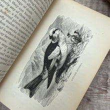 Load image into Gallery viewer, 1873 The Calendar of the Months or The Young Naturalist Abroad by Rev J G Wood; Mid Victorian Illustrated Book
