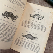 Load image into Gallery viewer, 1853 The Illustrated Natural History by Rev J G Wood; Mid Victorian Book
