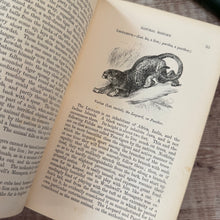 Load image into Gallery viewer, 1853 The Illustrated Natural History by Rev J G Wood; Mid Victorian Book
